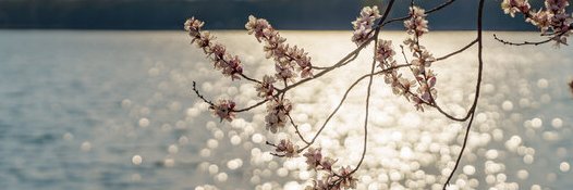 青梅's banner