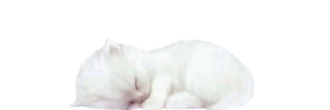 powder⁸¹ 🐝📌VOTE FOR BIGGEST OP81 FAN's banner
