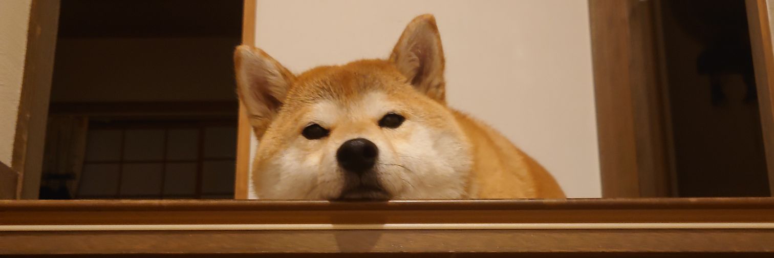 キュキュ（柴犬の九ちゃん）'s banner