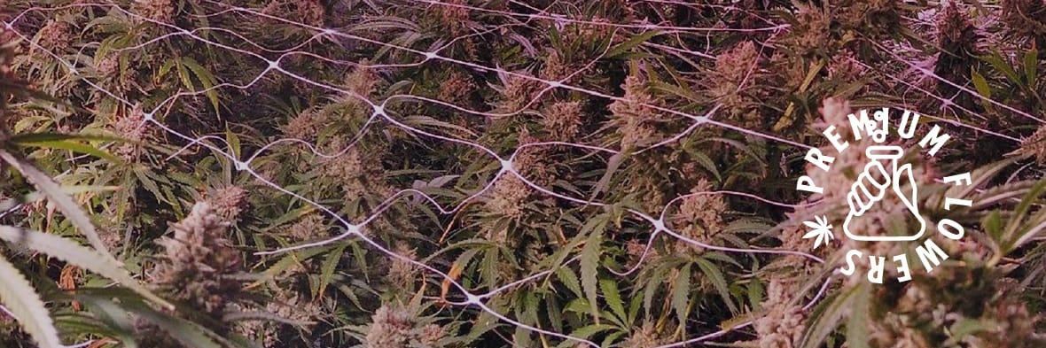 Dr.Leaf Mx's banner