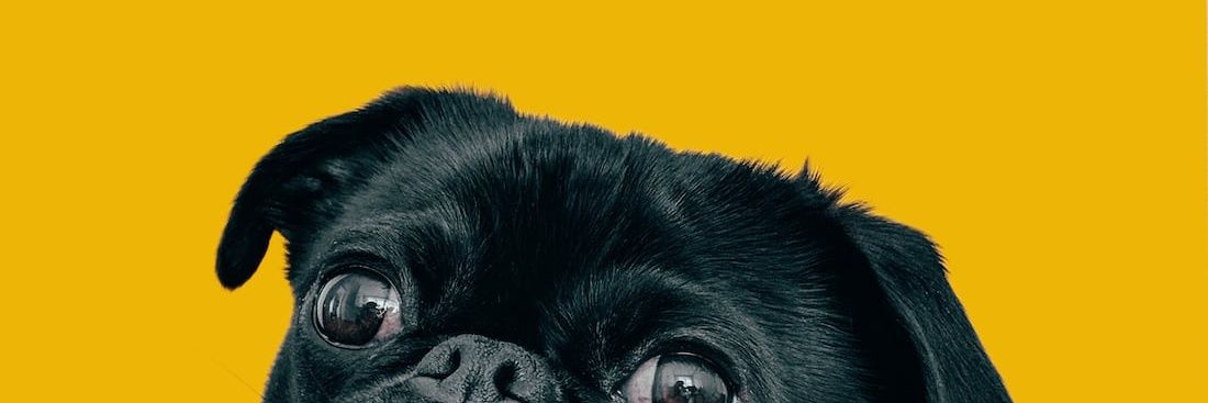 Like stars on earth💞🌟's banner