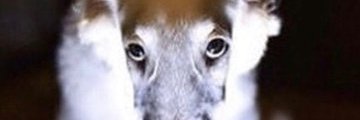 Angery's banner