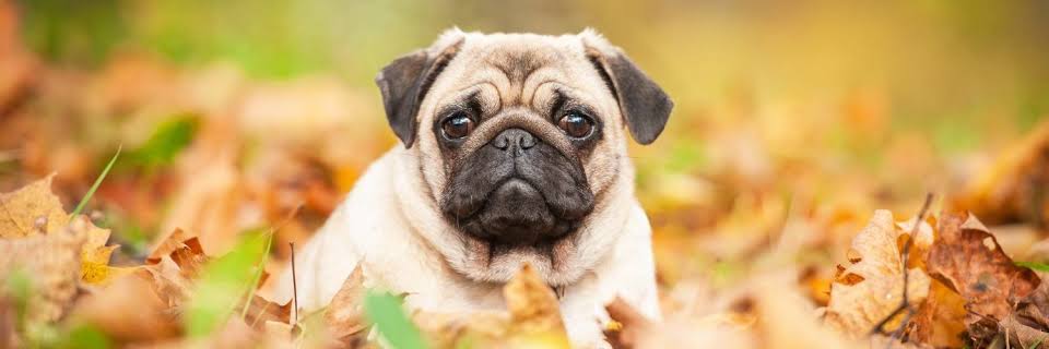 Pug Lovers's banner