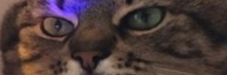 fastlegzeIcecloudfan's banner