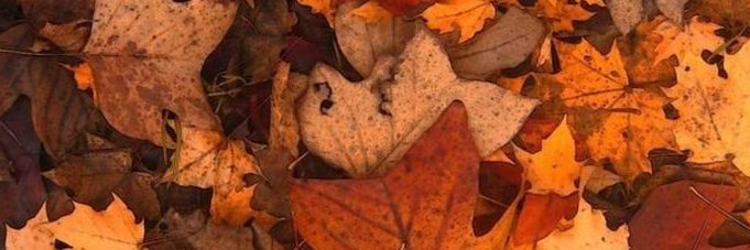 braingrub 🍁's banner