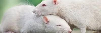 ஒன்றிய எலி 🐀🐀's banner