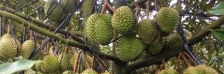 DURIAN's banner