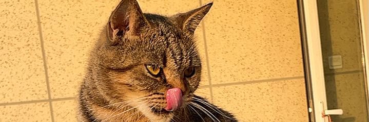 萘二猫々's banner