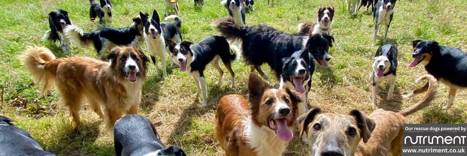 Diane Hart Collie Dog Rescue, Wales's banner