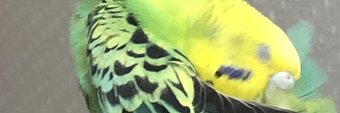 piko's banner