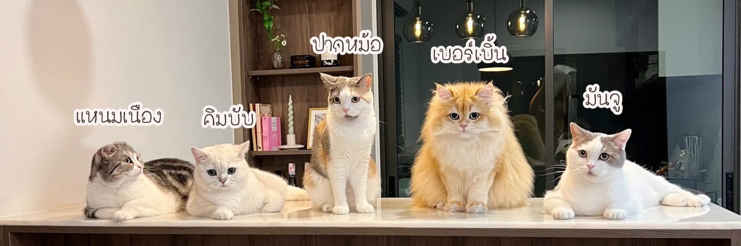 บับบับเอง🐻‍❄️'s banner