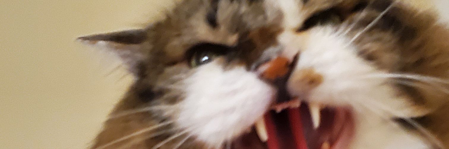 ねこのひと的な(chicory)'s banner