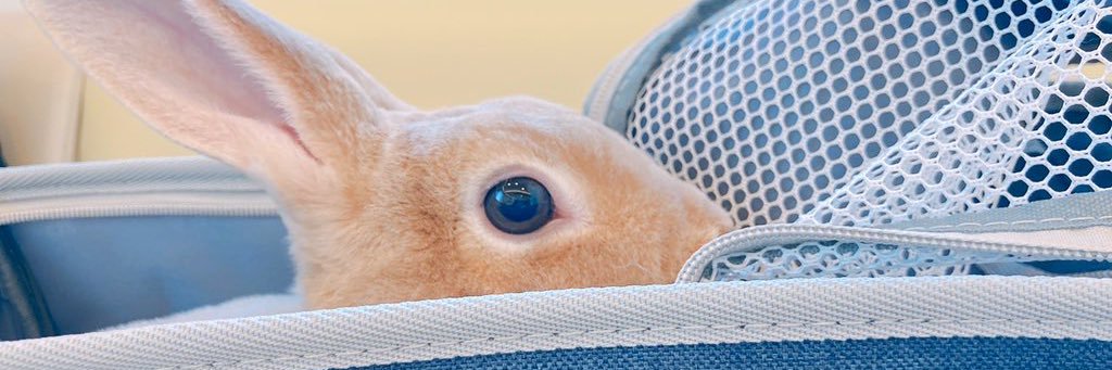 うさぎのぷぅちゃん's banner