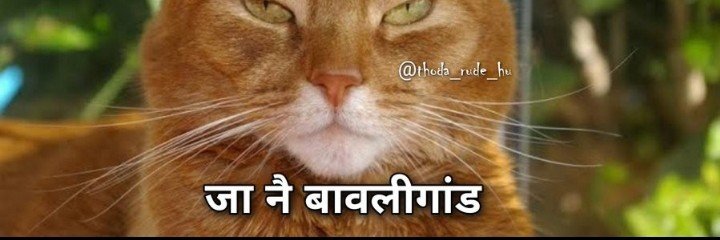 गुस्सैल टिंगरी 😼's banner