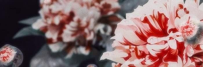 LoveStuff 🌸💕's banner