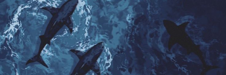 fin¹³'s banner