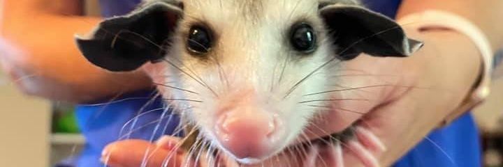 Opossums with VGMusic 🎶's banner