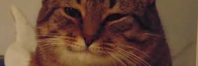 🐾 Borsique 🐾 😺's banner