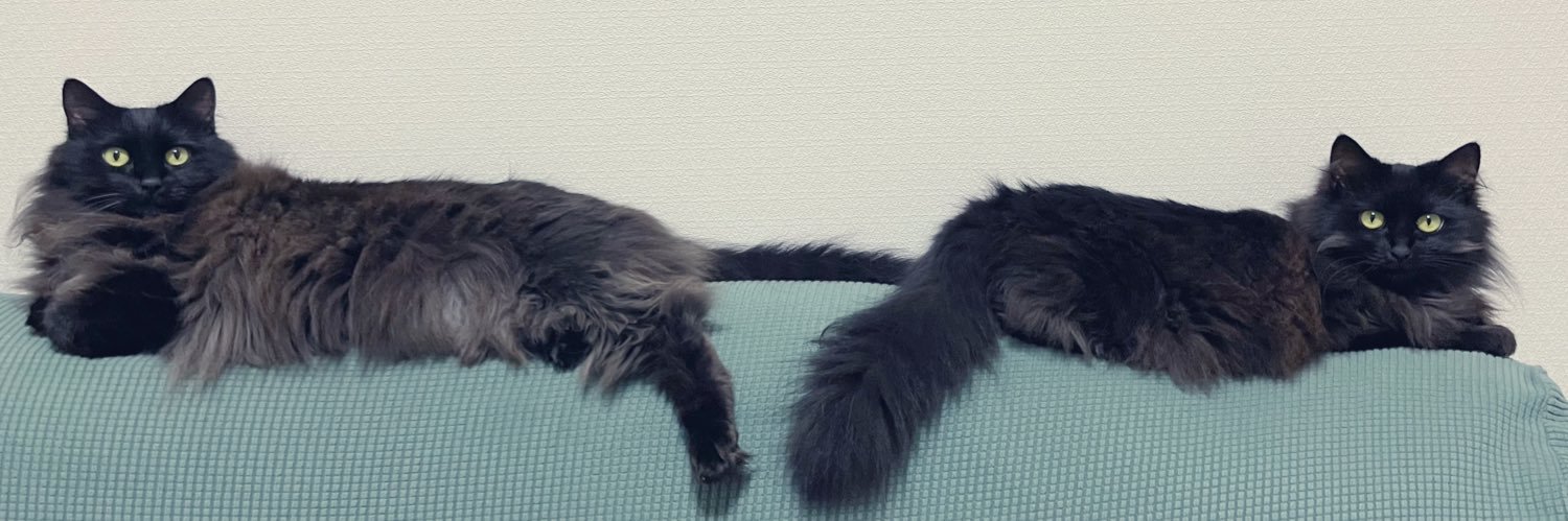 ☀️我が家の小さな古龍たち🌙's banner