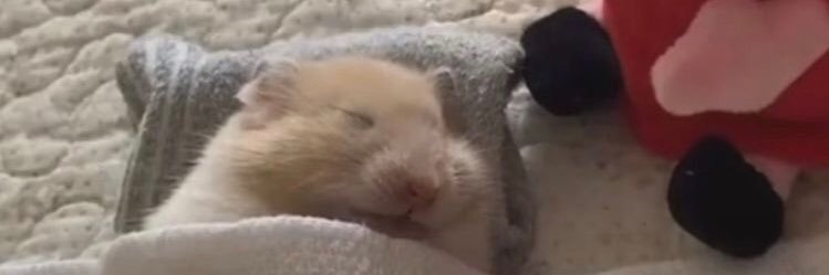 荔吱鼠's banner