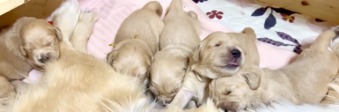 コロッケの飼い主 ゴールデンレトリバー2歳's banner