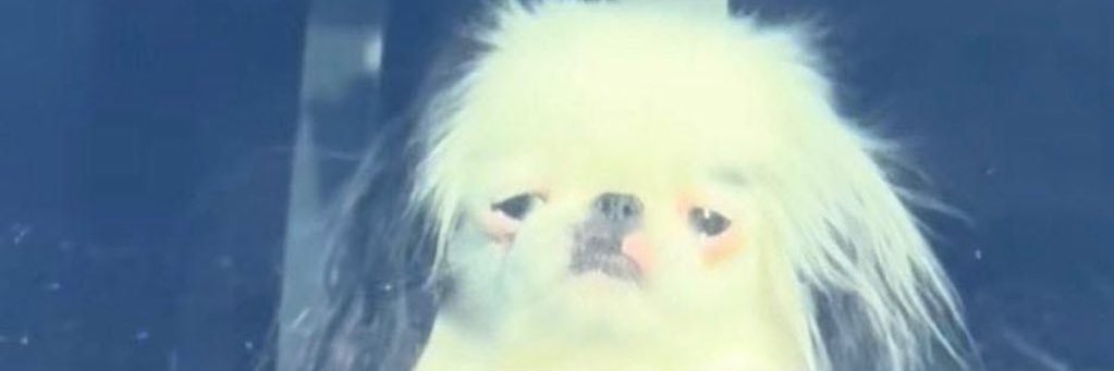 ʙʟᴥ︎ɴᴋ👾's banner