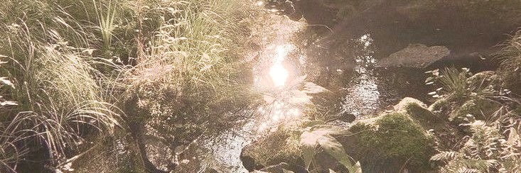 bayleaf ‎✵'s banner