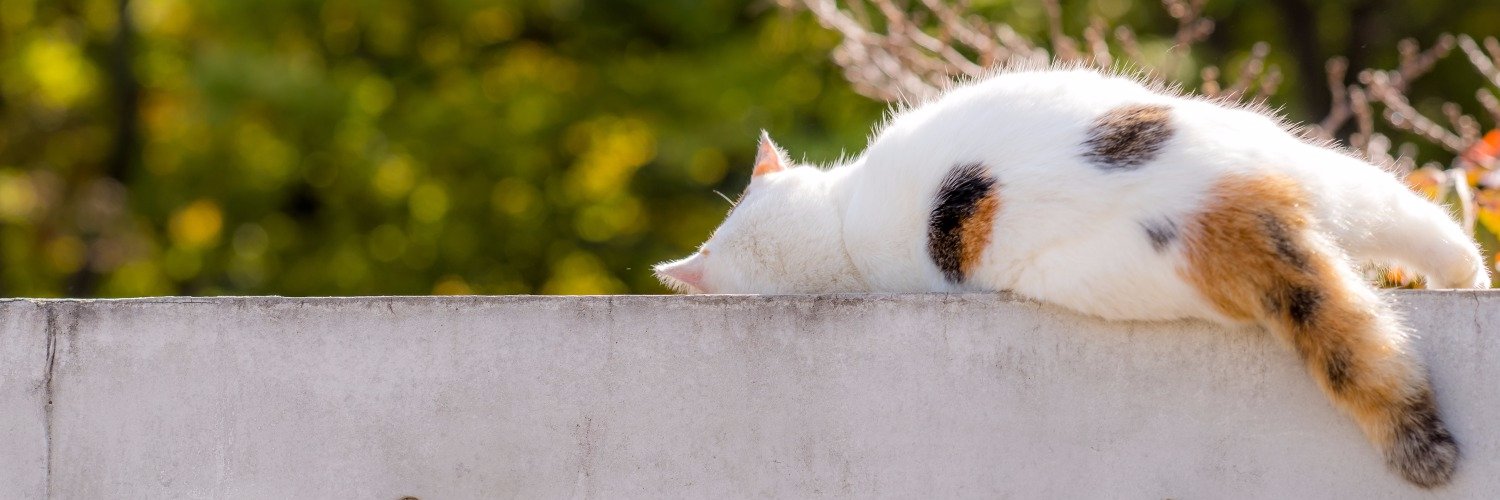 のらねこ！中華パーツ自作PC本頒布中's banner