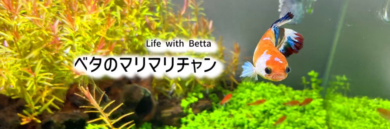 ベタのマリマリチャン's banner