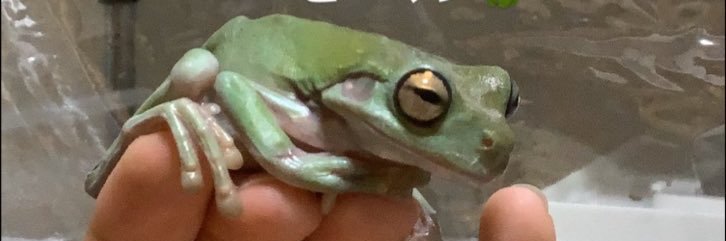🐸AKM🐸's banner