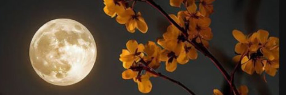 ‏ منى | Mona's banner