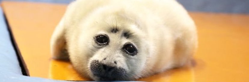 Poopywoopy's banner