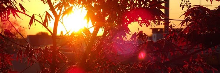 ✦₊˚ 𝐿𝑒𝑜 ˚₊✦'s banner
