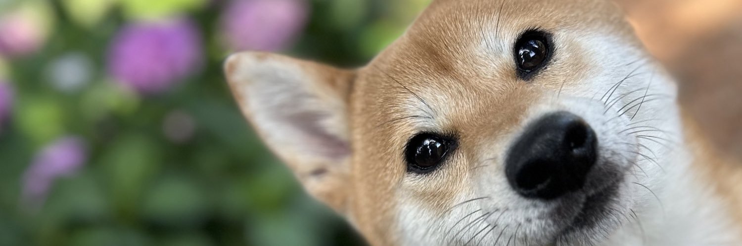 柴犬たび's banner