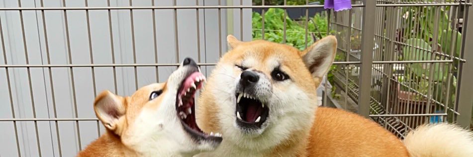 柴犬　すず♀きなこ♀'s banner