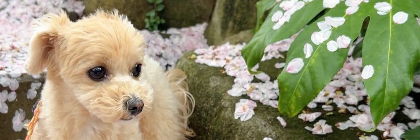 マルプーのルルちゃん🧡's banner