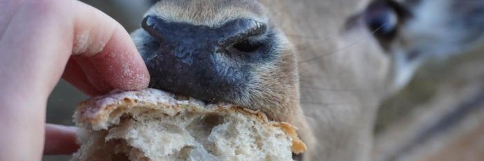 deergifs's banner