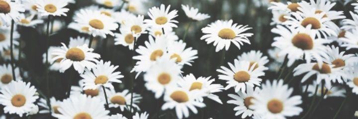 Daisy 🌼's banner
