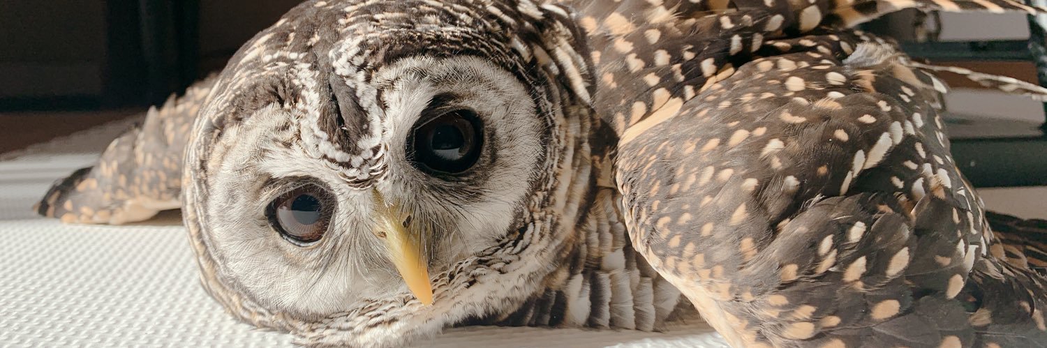 かなた🦉's banner