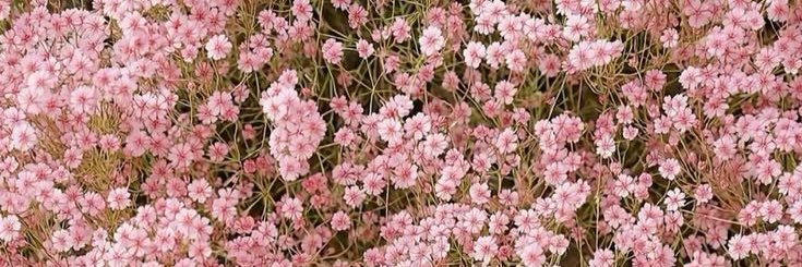 Arm🌸's banner