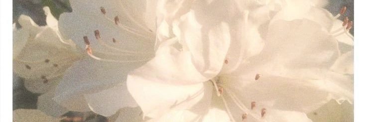 gika ⚢'s banner