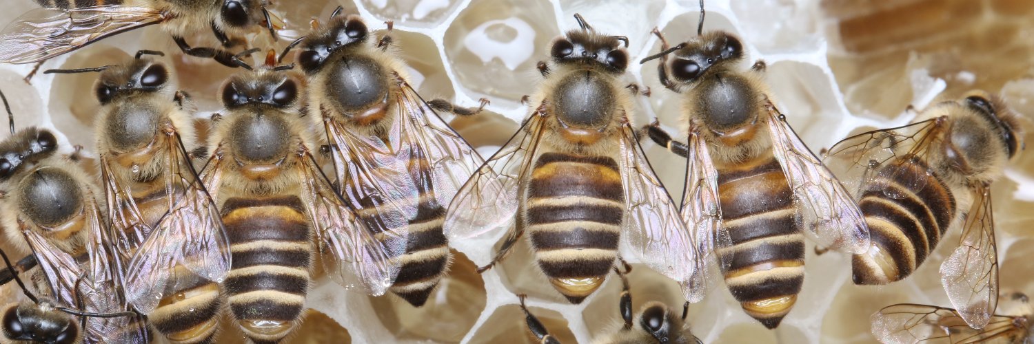 Bee Team, NIES/ 国立環境研究所 ミツバチ研究チーム's banner
