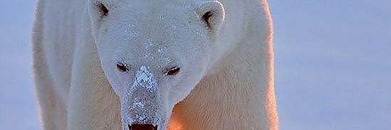 Icebear Bae 🐻‍❄️'s banner
