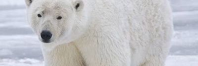 หมีขาว(POLAR BEAR)'s banner