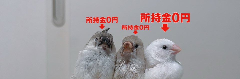 🎃かぼちゃのぱん つ🌝's banner