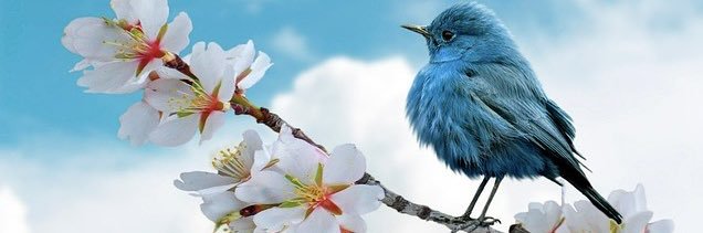 𝓐𝓲𝓽𝓪𝓷𝓪 🌹's banner