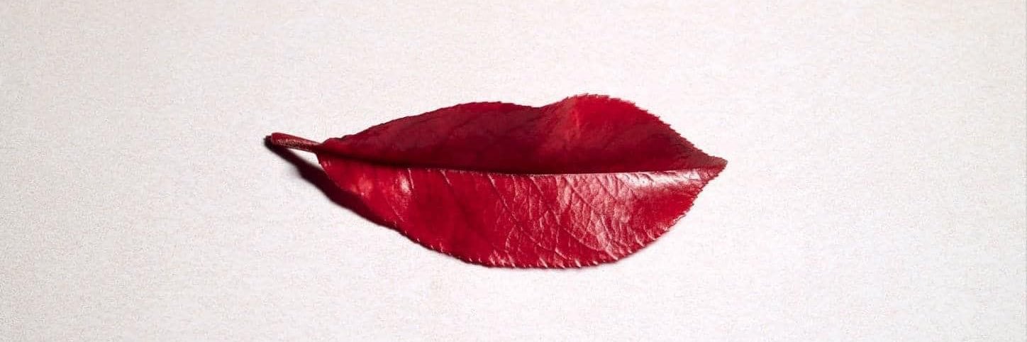 Acervo Gal Costa 📁's banner