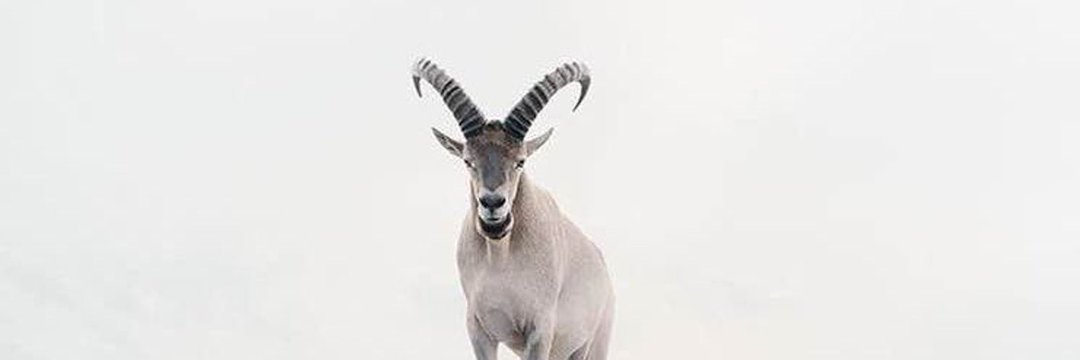 .'s banner