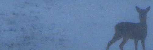 Trox's banner