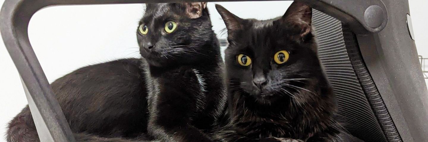黒猫のベアモアと飼い主🇦🇺's banner